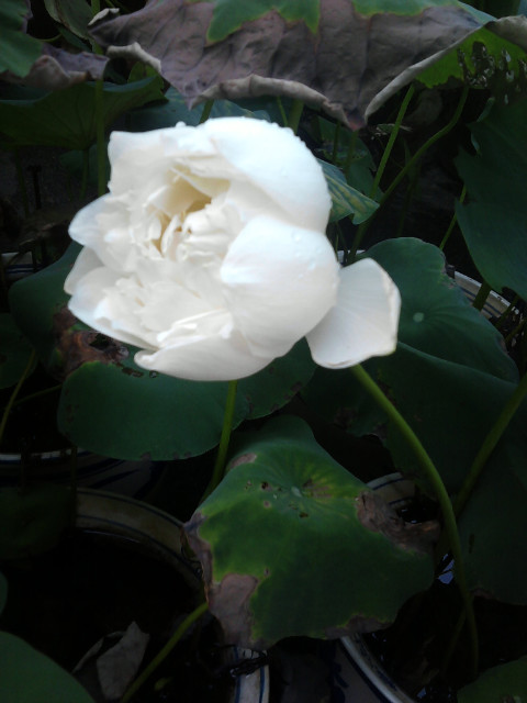 ˵