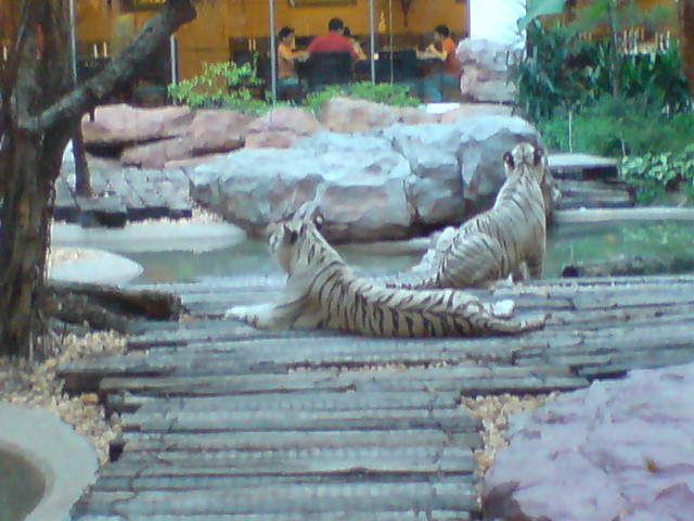 ˵