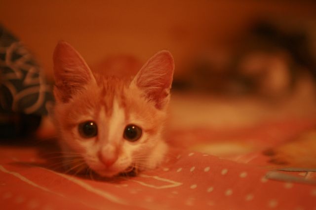 ˵