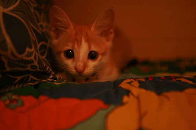 ˵