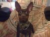 My Cute Dog - MAX