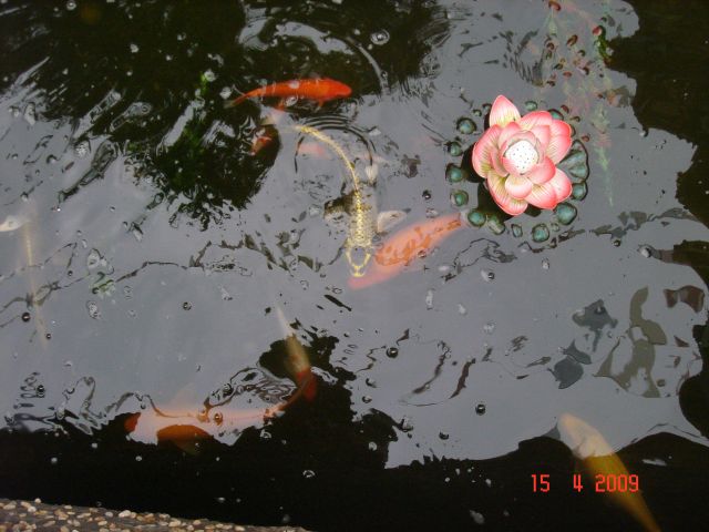 ˵