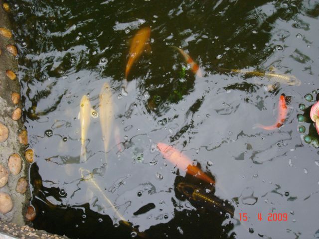 ˵