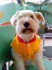 ��DOGCOM�ȤH���R�d