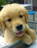 Hanson-DOG