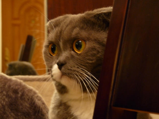 �˵����