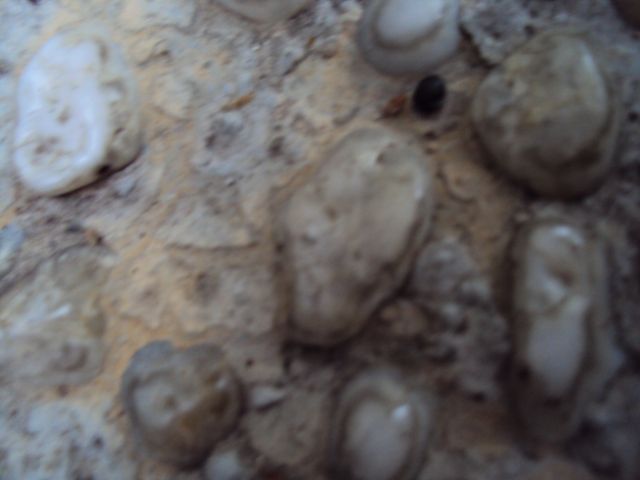 ˵
