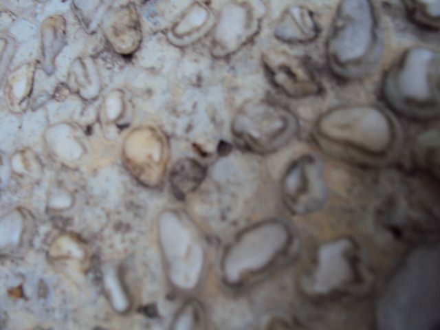 ˵