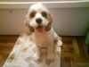 my dog