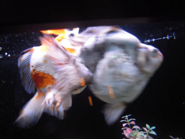 ˵